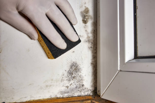 Best Mold-Related Health Consultation  in Red Bank, SC
